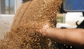 Экспортные цены на зерно в России падают рекордными темпами – обзор